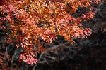maple tree foliage leaves autumn fall season nature stock photo