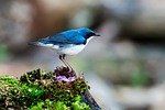 new siberian blue robin ornithology iron glass bird stock photo