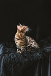 bengal cat nature pet animal domestic feline mammal stock photo