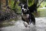 dog happy pet animal outdoor nature summer water stock photo