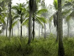 palm trees grass field nature tropical exotic forest stock photo