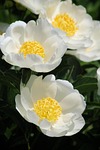 flowers flower background peonies petals bloom beautiful flora stock photo