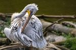 pelican bird nature water plumage wing beak wildlife stock photo