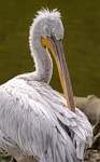 pelican bird nature water schabel plumage wildlife zoo stock photo
