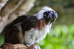 lisztaffe nature ape krallenaffe saguinus oedipus animal wildlife stock photo