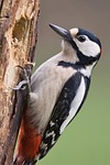 great spotted woodpecker nuthatch bird animal wildlife plumage stock photo