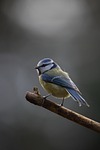 blue tit nuthatch bird animal wildlife plumage branch stock photo