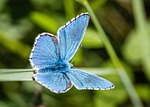 blue butterfuly butterfly insect wings wildlife nature biodiversity stock photo
