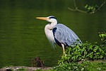 grey heron lake bird nature wildlife animal water stock photo