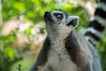 ring tailed lemur wildlife animal nature zoo madagascar stock photo
