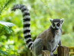 ring tailed lemur wildlife animal nature zoo madagascar stock photo