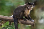 crested capuchin monkey animal wildlife nature primate of stock photo