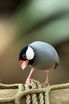 bird java sparrow ornithology species fauna nature avian stock photo