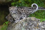 snow leopard cubs animal mammal big cats nature stock photo