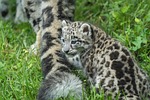 snow leopard baby animal nature mammal big cat stock photo