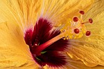 flower wallpaper beautiful flowers background orange red hibiscus stock photo