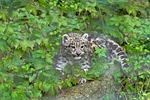 snow leopard baby young cats infant wildlife mammal stock photo