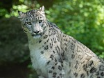 snow leopard predator cats mammal wildlife zoo salzburg stock photo