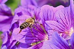 wild bee insect macro collect nectar close up stock photo