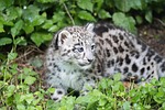 snow leopard baby young infant cats cute wildlife stock photo