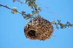 nest tree bird