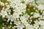 white blossom flowers flower background tree plant petals stock photo