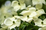 dogwood flower background flowers tree wallpaper petals beautiful stock photo