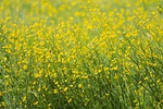 meadow buttercups free wallpaper 4k 1920x1080 flower hd stock photo