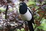 magpie raven bird plumage beak nature branch animal stock photo