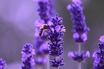 lavender flowers bee flower background plant beautiful insect stock photo