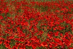 poppies beautiful flowers red field meadow flower of stock photo