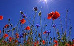 poppies blue sky flowers wildflowers poppy field meadow stock photo
