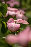 pink dogwood flowers leaves beautiful garden flower wallpaper stock photo