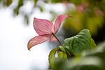pink dogwood flower beautiful flowers tree leaves wallpaper stock photo