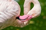 flamingo bird animal pink plumage feathers nature varmint stock photo
