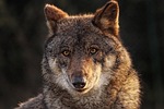 wolf wild canids carnivorous mammal animal fauna nature stock photo