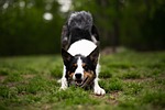 border collie dog nature canine pet animal blue stock photo