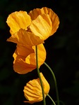 iceland poppy nature flower plant wallpaper backlighting orange stock photo