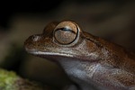 tree frog amphibian animal wildlife nature macro portrait stock photo