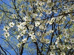 cornus florida dogwood blossoms spring nature sky stock photo