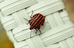 strip bug macro insect red photo close up stock photo