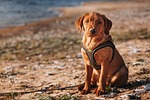 labrador dog mammal animal fox red retriever domestic stock photo