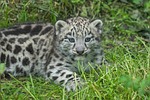 baby snow leopard young cats wildlife cute animal stock photo