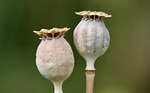 poppy seed capsule pods opium papaver somniferum medicinal stock photo