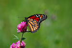 monarch butterfly insect flower background wings beautiful flowers stock photo