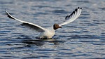 bird beautiful wallpaper black-headed gull wings 4k 1920x1080 stock photo