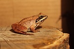 frog amphibians fauna species wildlife stock photo