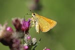 butterfly nature pollination close up wing flying insect stock photo