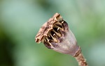 poppy seed pod opium papaver somniferum capsule fruit stock photo