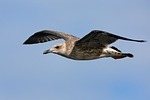 european herring gull bird flying avian ornithology wildlife stock photo